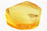 Fossil Crane Fly (Limoniidae) In Baltic Amber #307823-1